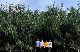 全球首次发布芦竹高质量基因组 我国植物能源创新获重大突破